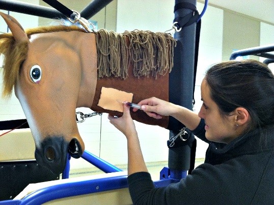 Equine Phlebotomy Model